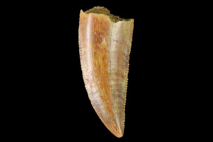 Serrated, Raptor Tooth - Real Dinosaur Tooth #137205